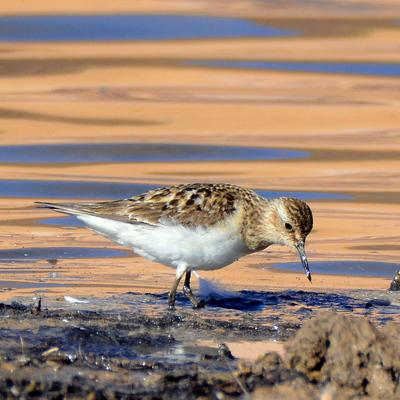 Least Sandpiper